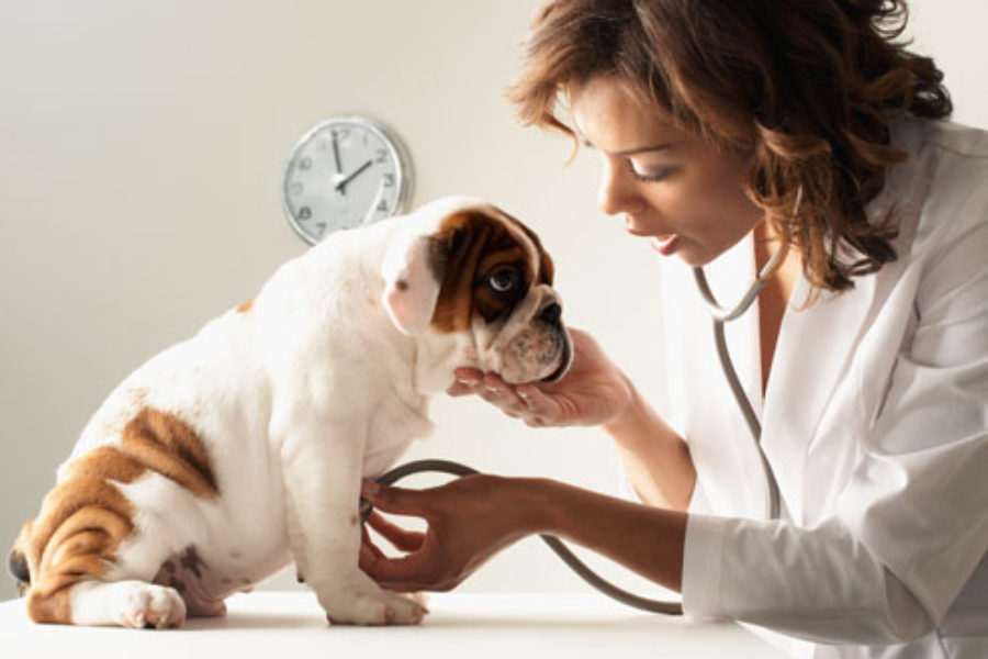 5 passos para tornar sua clínica veterinária um ambiente agradável