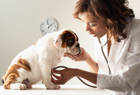 5 passos para tornar sua clínica veterinária um ambiente agradável